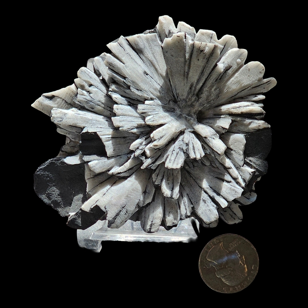 Chrysanthemum Stone